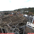 17_00-nest.jpg