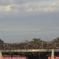 18_50-mast.jpg