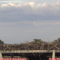 19_10-mast.jpg