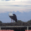 19_40-mast.jpg