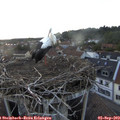 19_40-nest.jpg