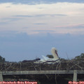 19_45-mast.jpg