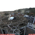 19_45-nest.jpg