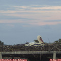 19_50-mast.jpg