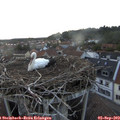 19_50-nest.jpg