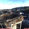 07_15-nest.jpg