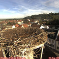 08_50-nest.jpg