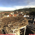 09_10-nest.jpg