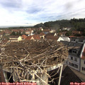 09_50-nest.jpg