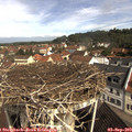 10_25-nest.jpg