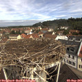 10_40-nest.jpg