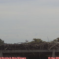 11_10-mast.jpg