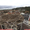 11_45-nest.jpg