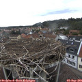 12_10-nest.jpg