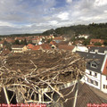 12_30-nest.jpg