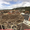 12_40-nest.jpg
