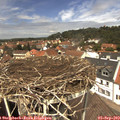 12_50-nest.jpg