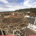 12_55-nest.jpg