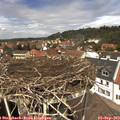 13_00-nest.jpg