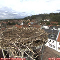13_55-nest.jpg