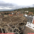 14_25-nest.jpg