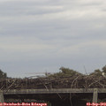 15_00-mast.jpg