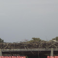 16_00-mast.jpg