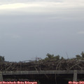 16_20-mast.jpg