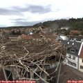 16_50-nest.jpg