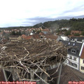 17_00-nest.jpg
