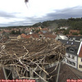 17_05-nest.jpg