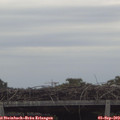 17_35-mast.jpg