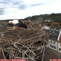 19_10-nest.jpg