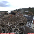 19_15-nest.jpg