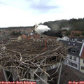 19_20-nest.jpg