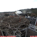 19_25-nest.jpg