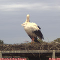 19_30-mast.jpg