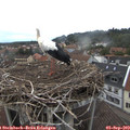 19_30-nest.jpg