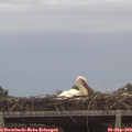 19_35-mast.jpg