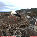 19_35-nest.jpg