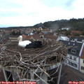 19_40-nest.jpg