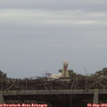 19_50-mast.jpg