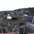 19_50-nest.jpg