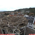08_50-nest.jpg