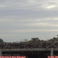 09_50-mast.jpg