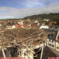 10_50-nest.jpg