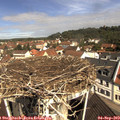 10_55-nest.jpg