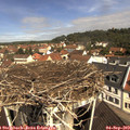 11_00-nest.jpg