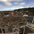 11_20-nest.jpg