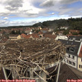 11_30-nest.jpg